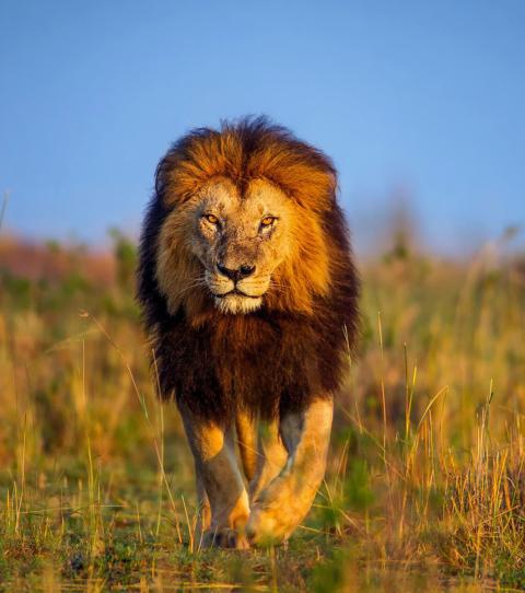 le roi de la jungle