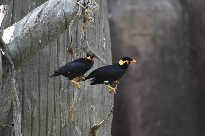 bird