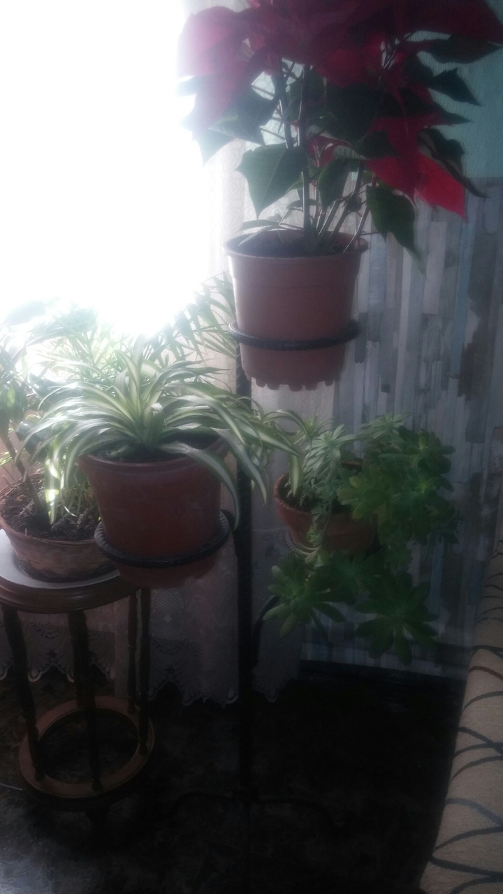 Plantas de interior