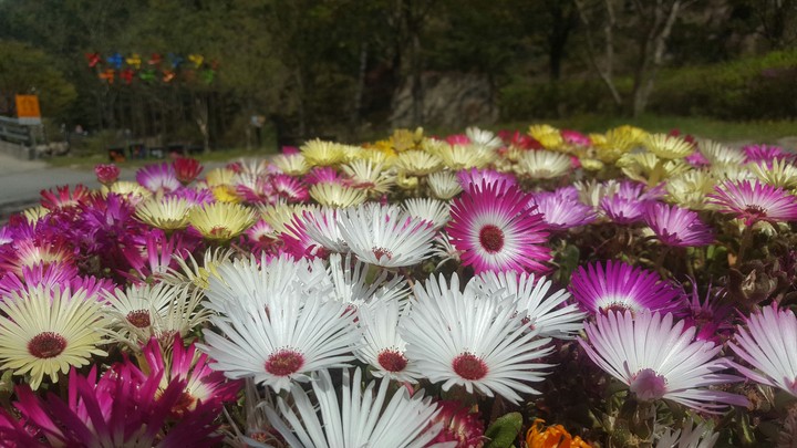 flower