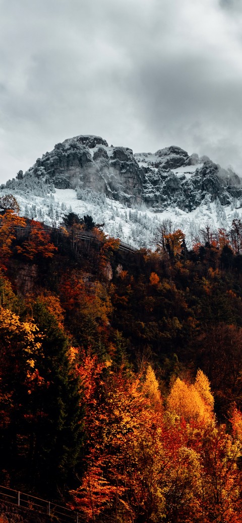 highland, woods wallpapers