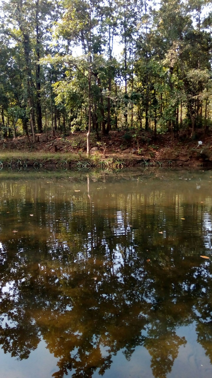 water forest