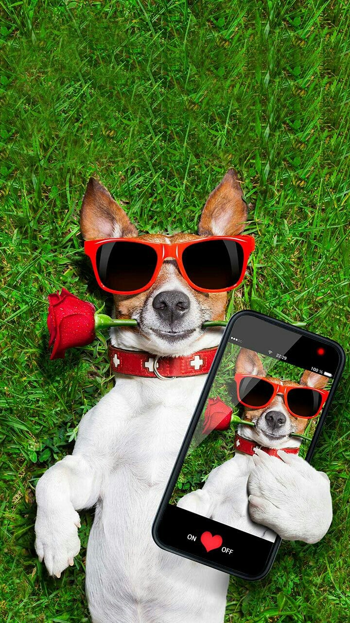 Cute Dog #funny dog #dog #funny #Dog #love