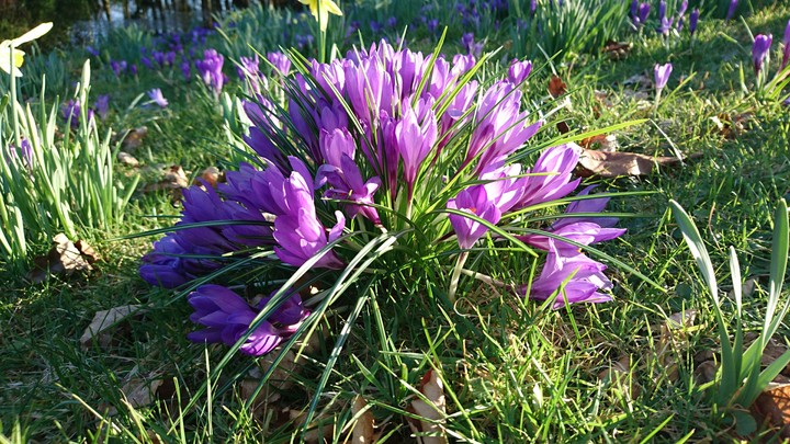 Lovely clump of spring crocuses