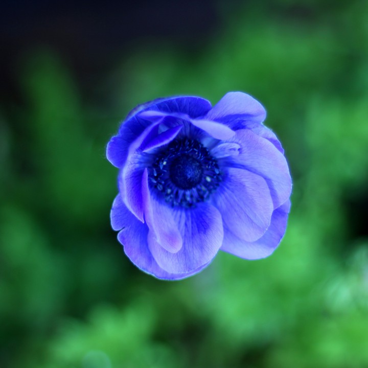 Blue flower