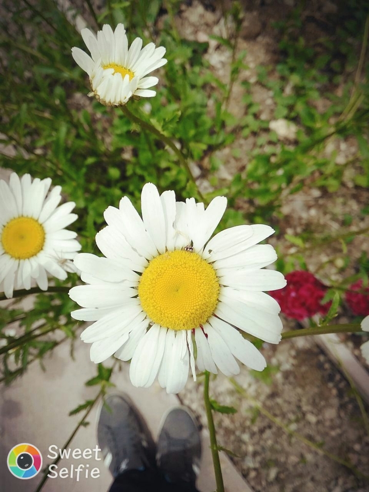 daisy