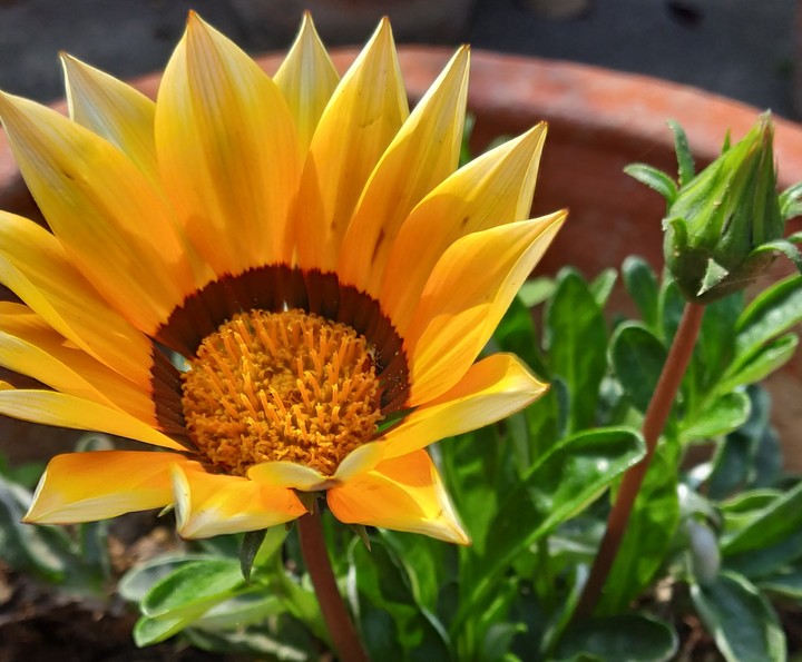 lovely flower