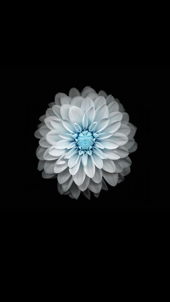 Mobile hd wall paper single white flower