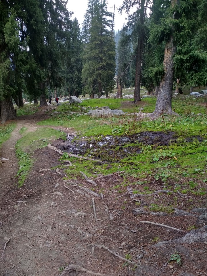 Game trail