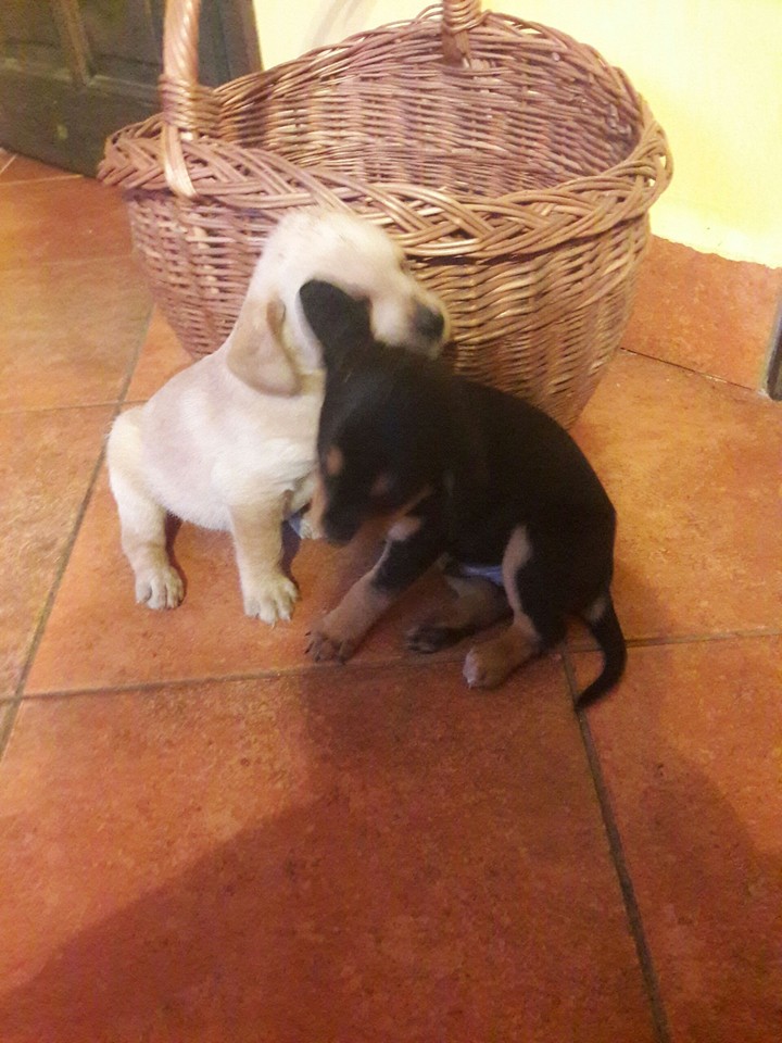 cute dogs