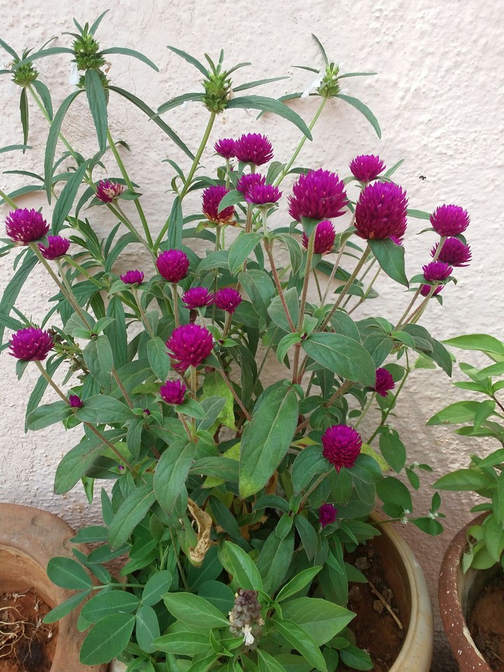 Flower
