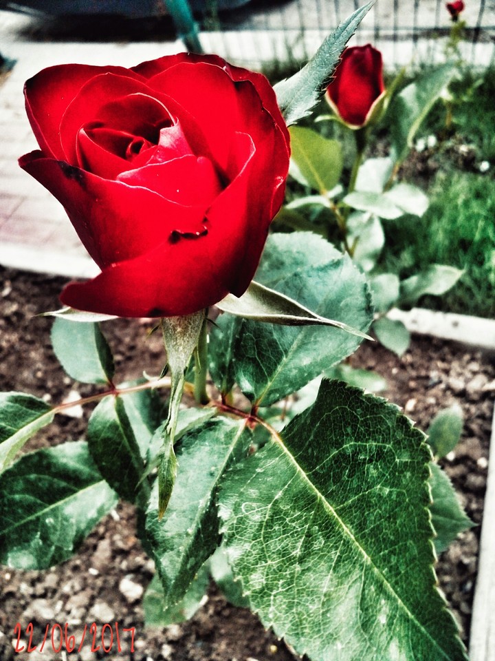 Rose