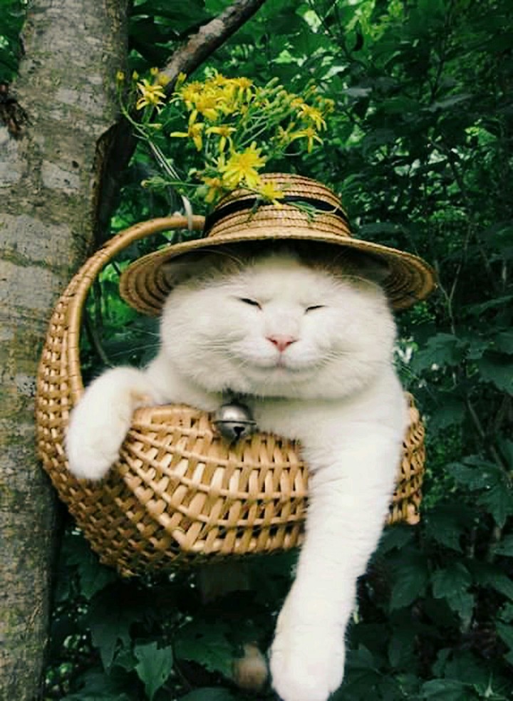 gato