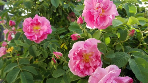 rose
