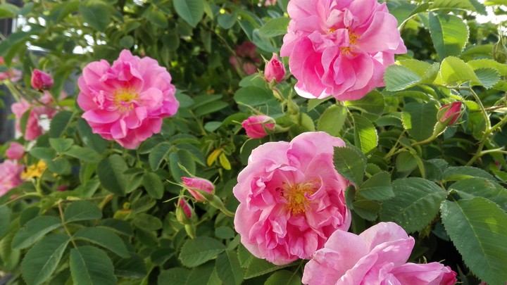 rose