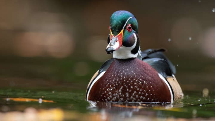 duck