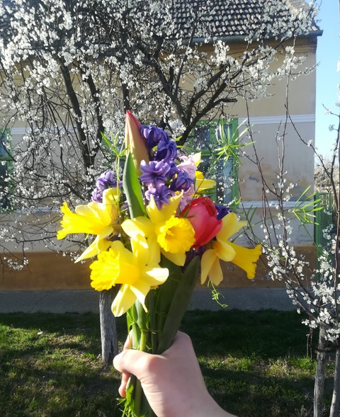flower.spring