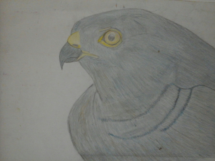 sketch