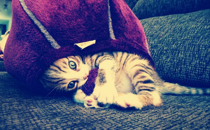 Baby cat playing