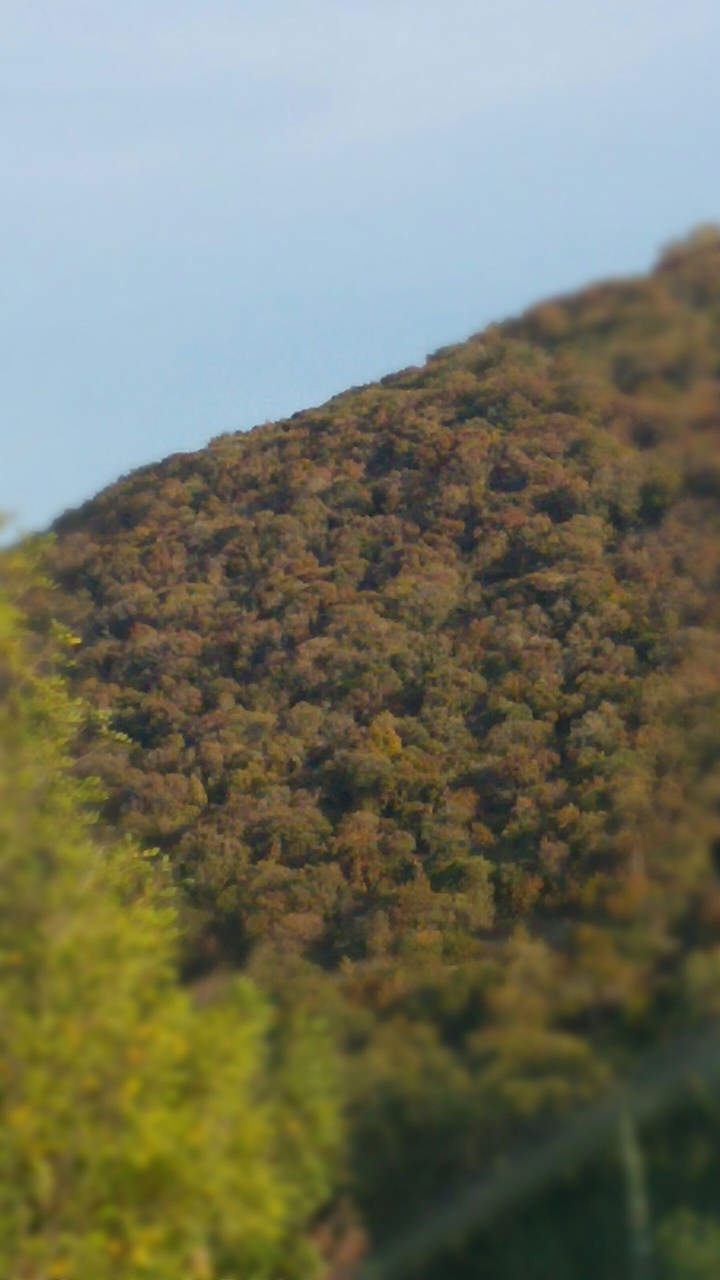 green trees