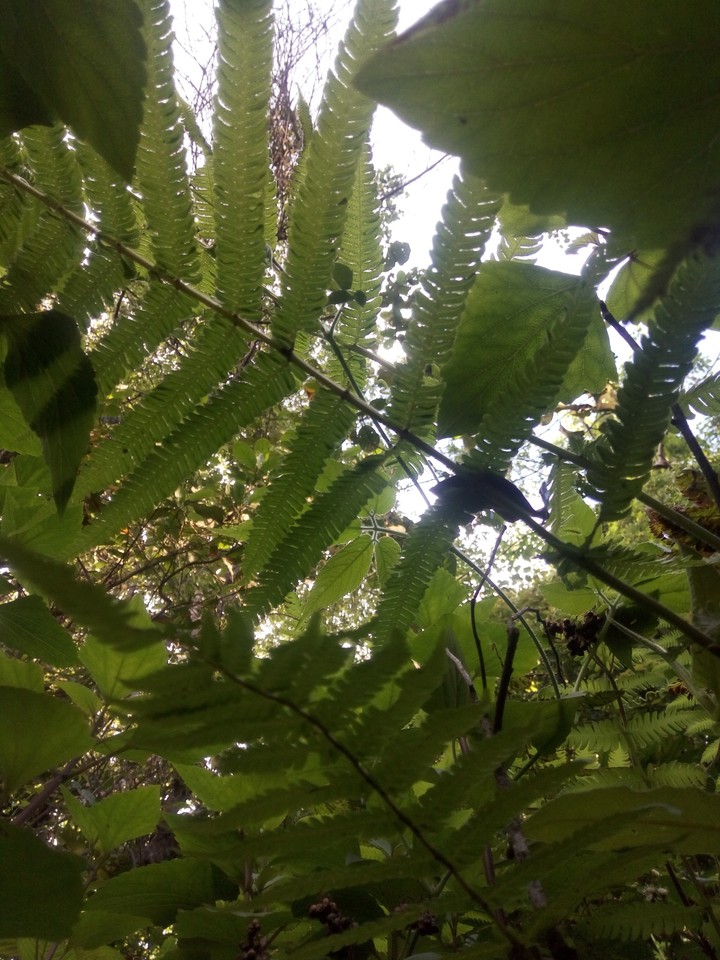 leaf