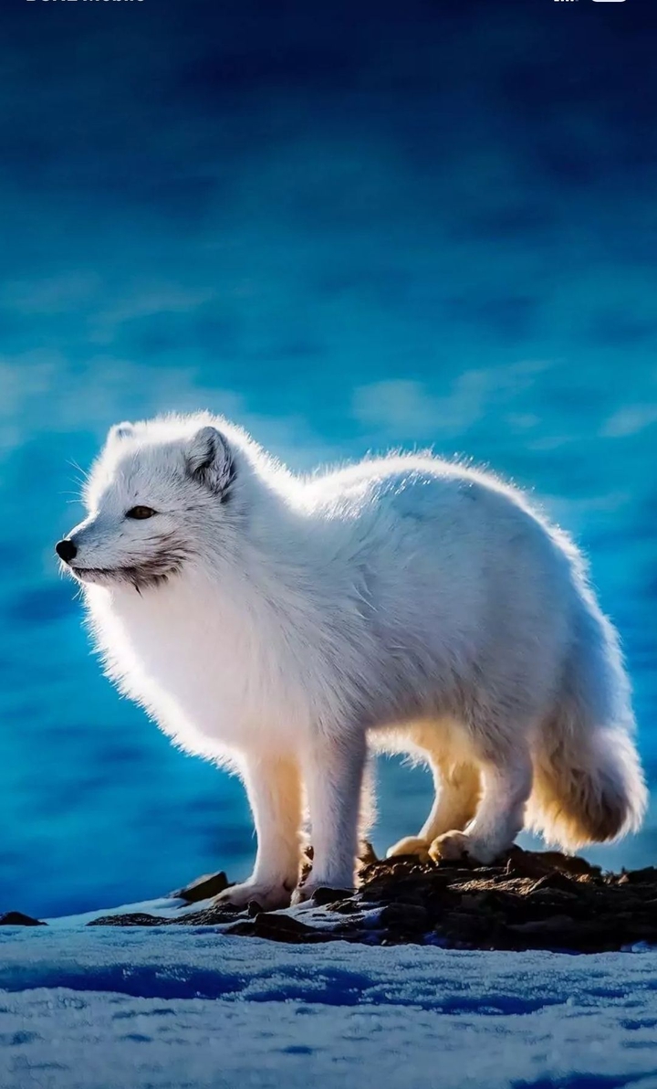 white fur
