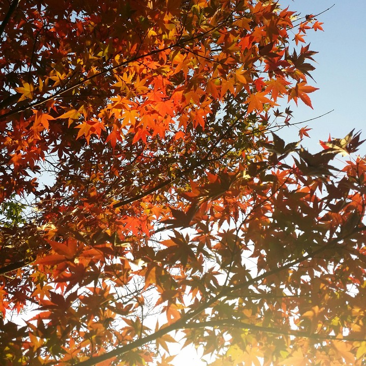2015紅葉