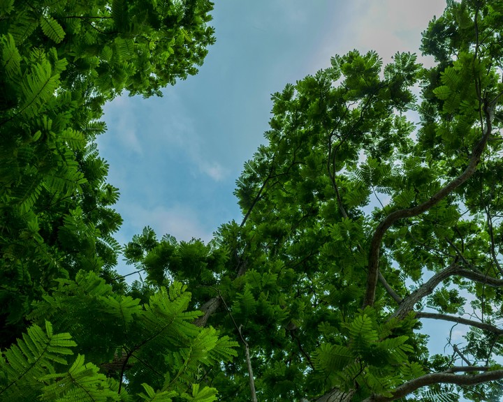 Nature's dreamy view