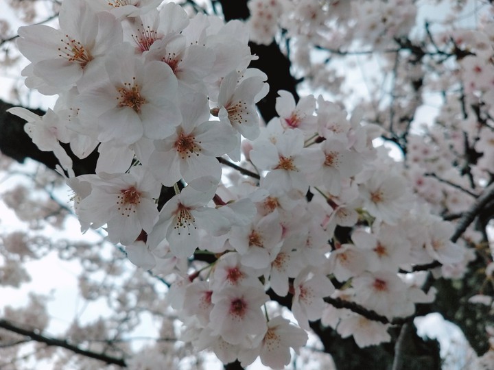 Sakura