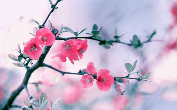 Pastel branches