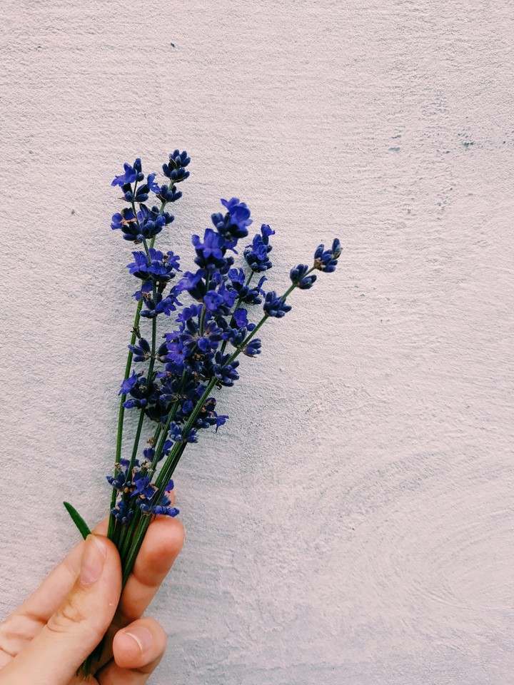 lavanda
