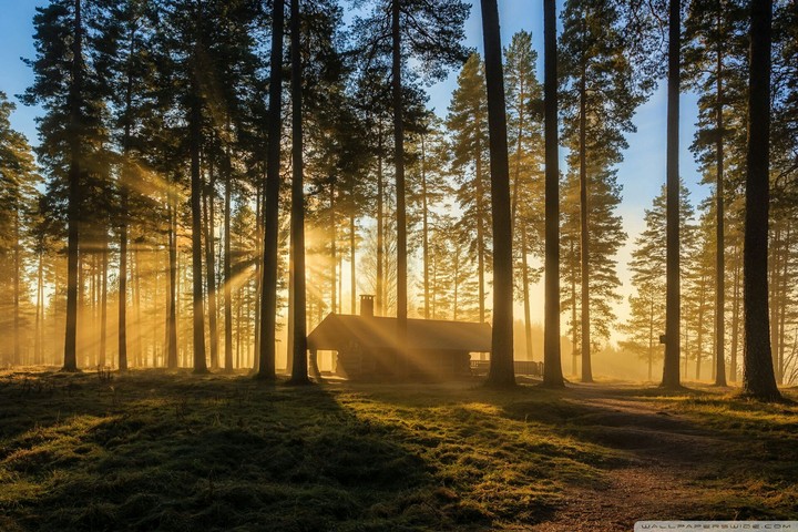 Forest