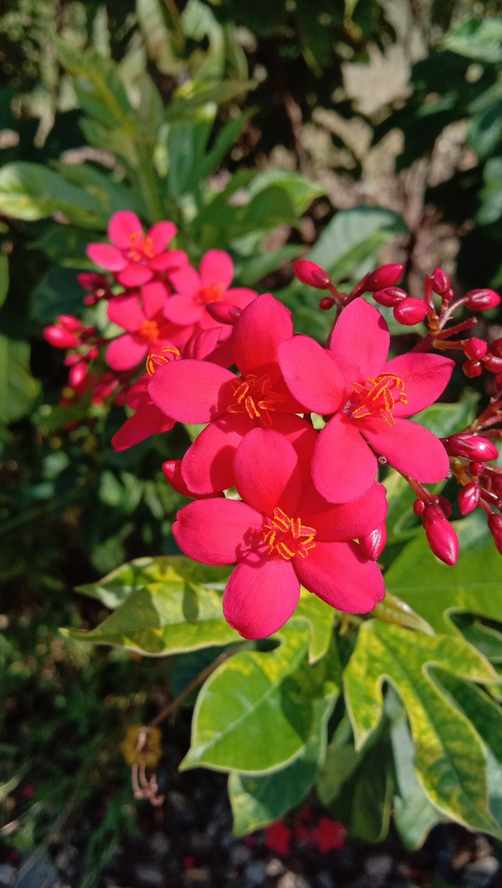 pink flower
