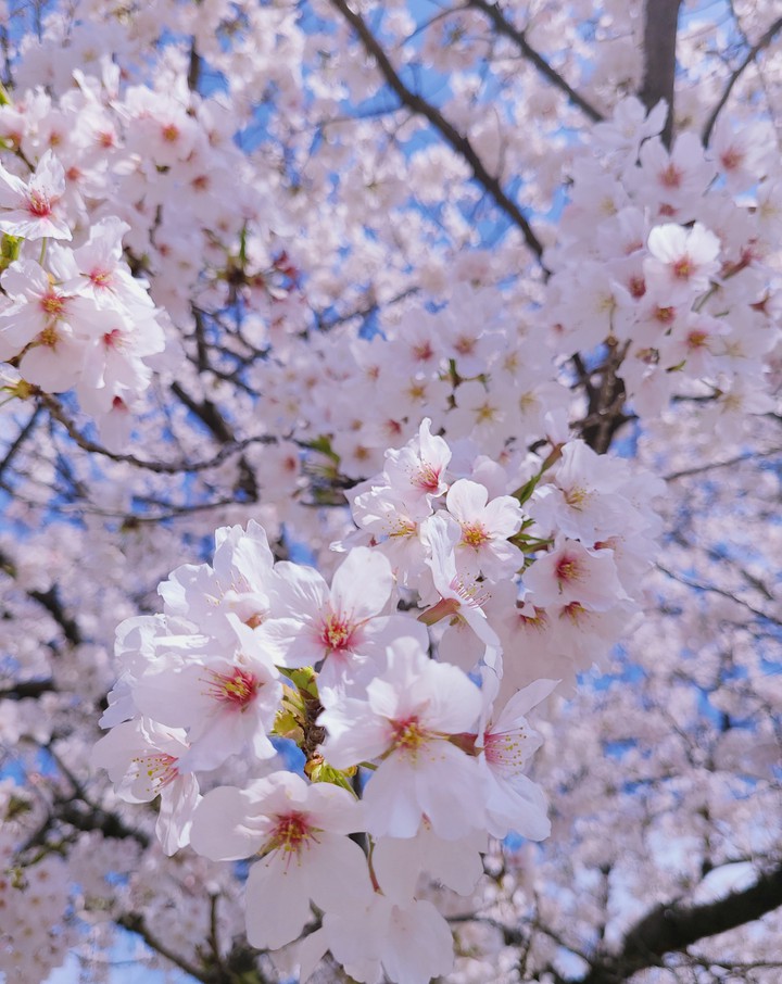 CHERRY BLOSSOM