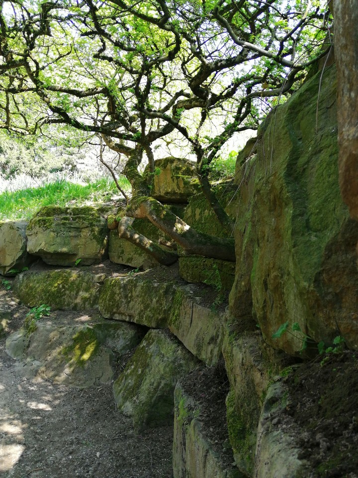 trees and stones