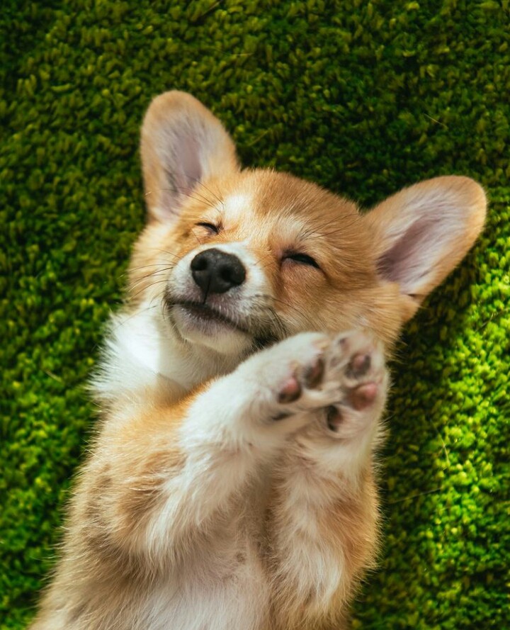 Young Fox