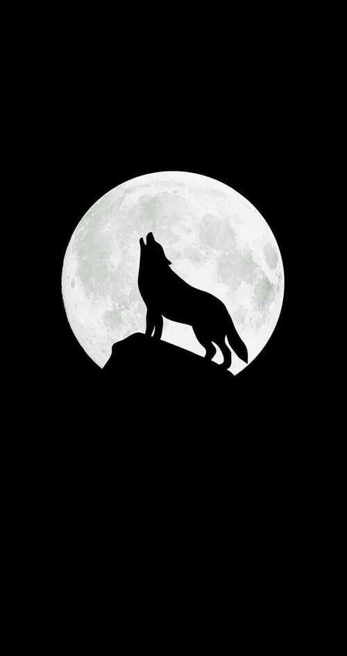 wolf