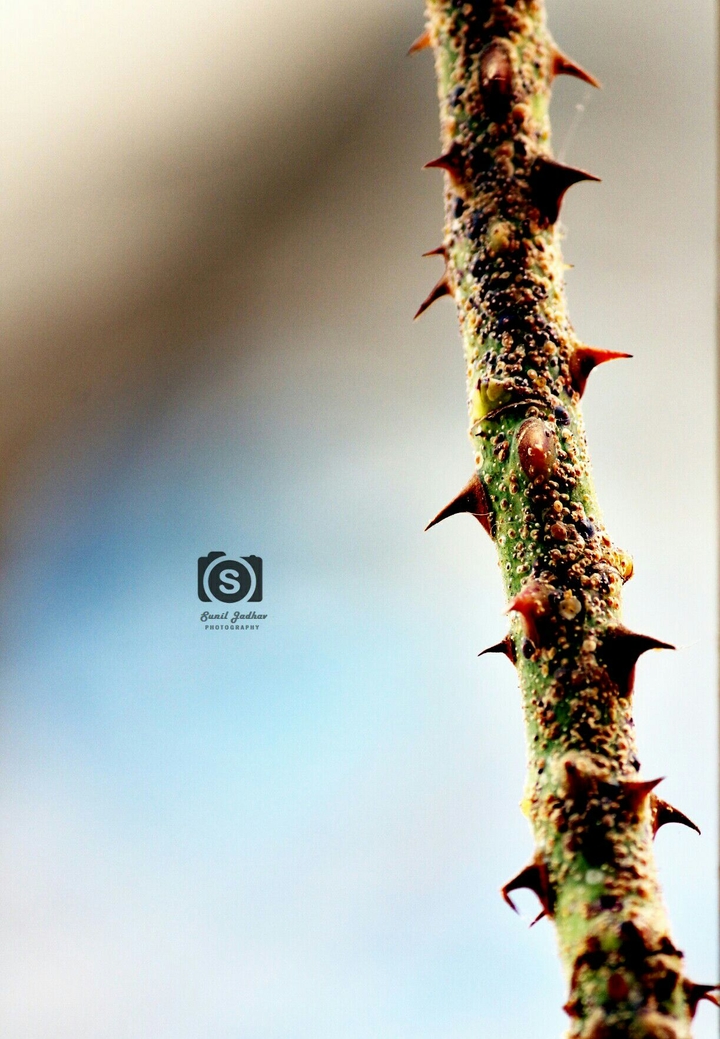 trees