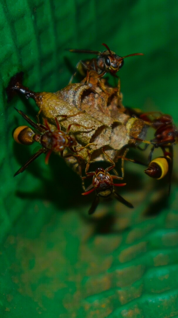 Colored hornet