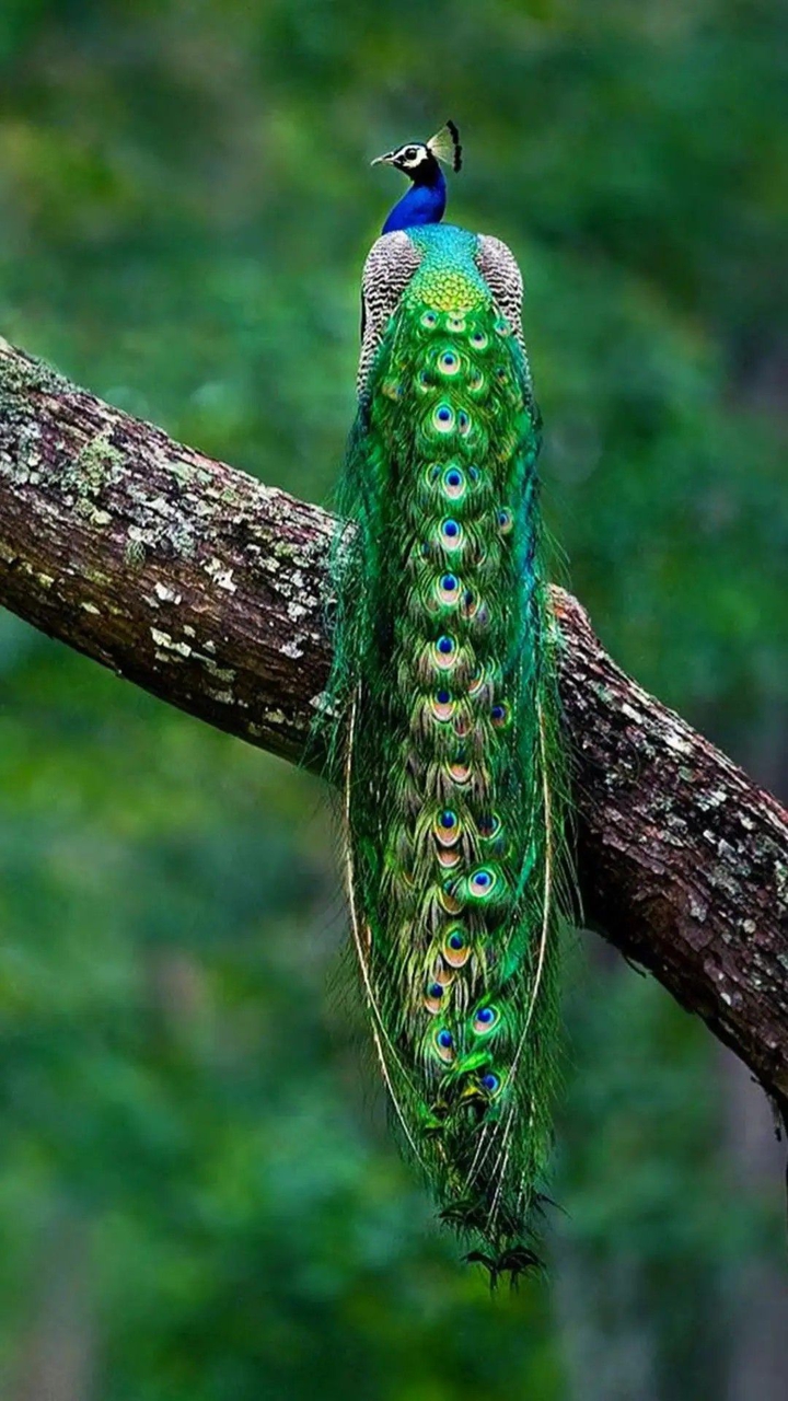 peacock