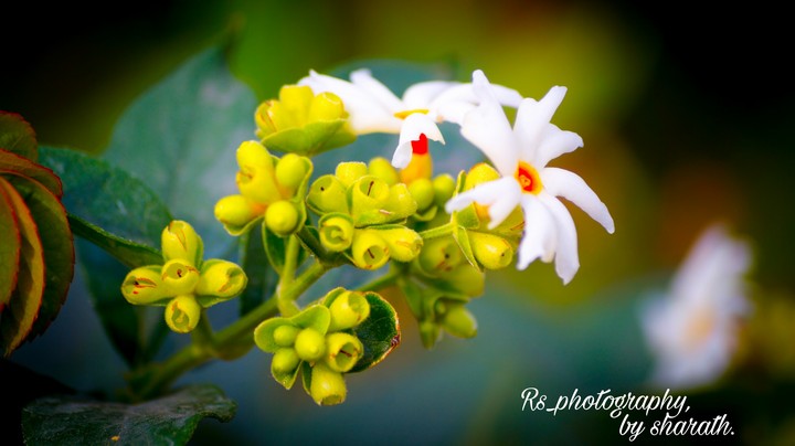 Rs_photography, by sharath.