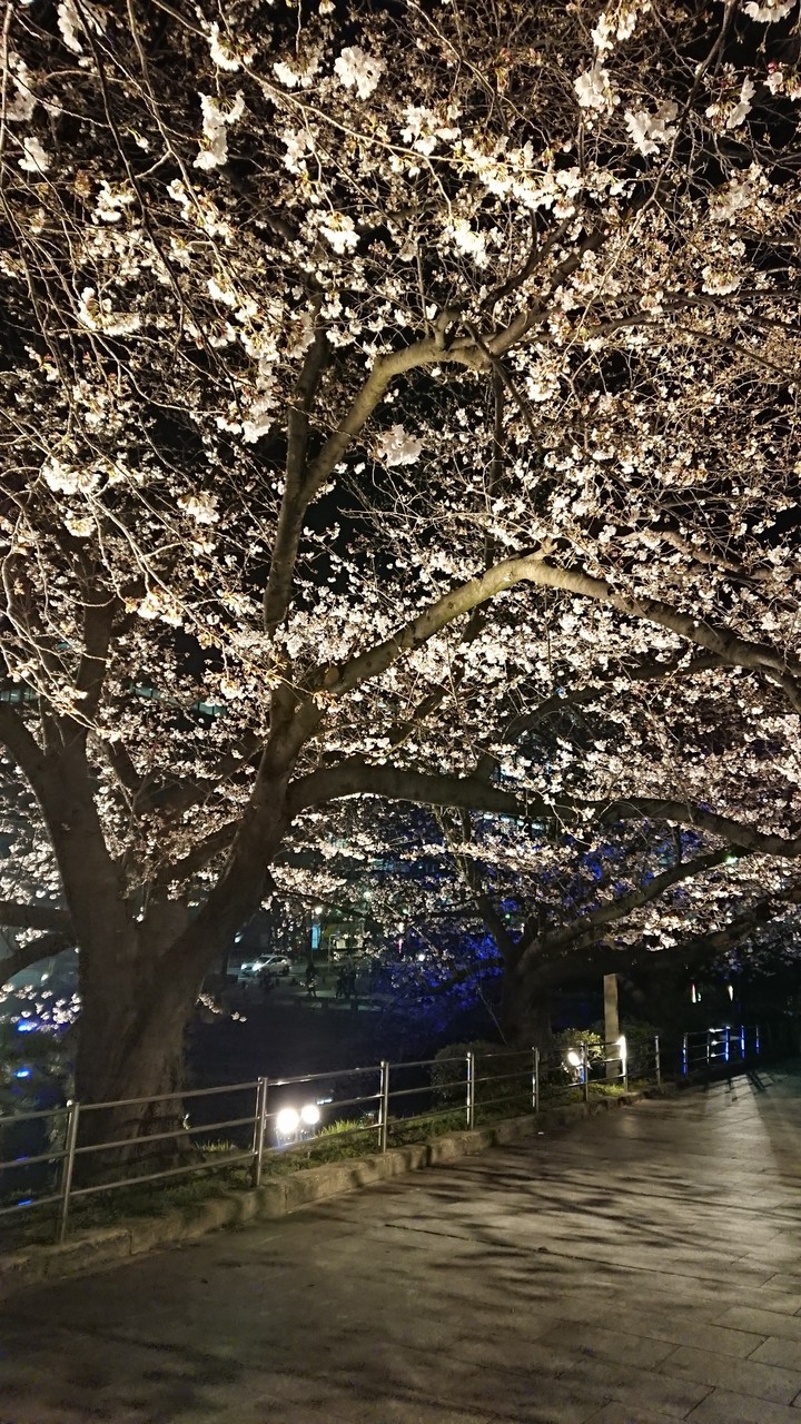 SAKURA at night