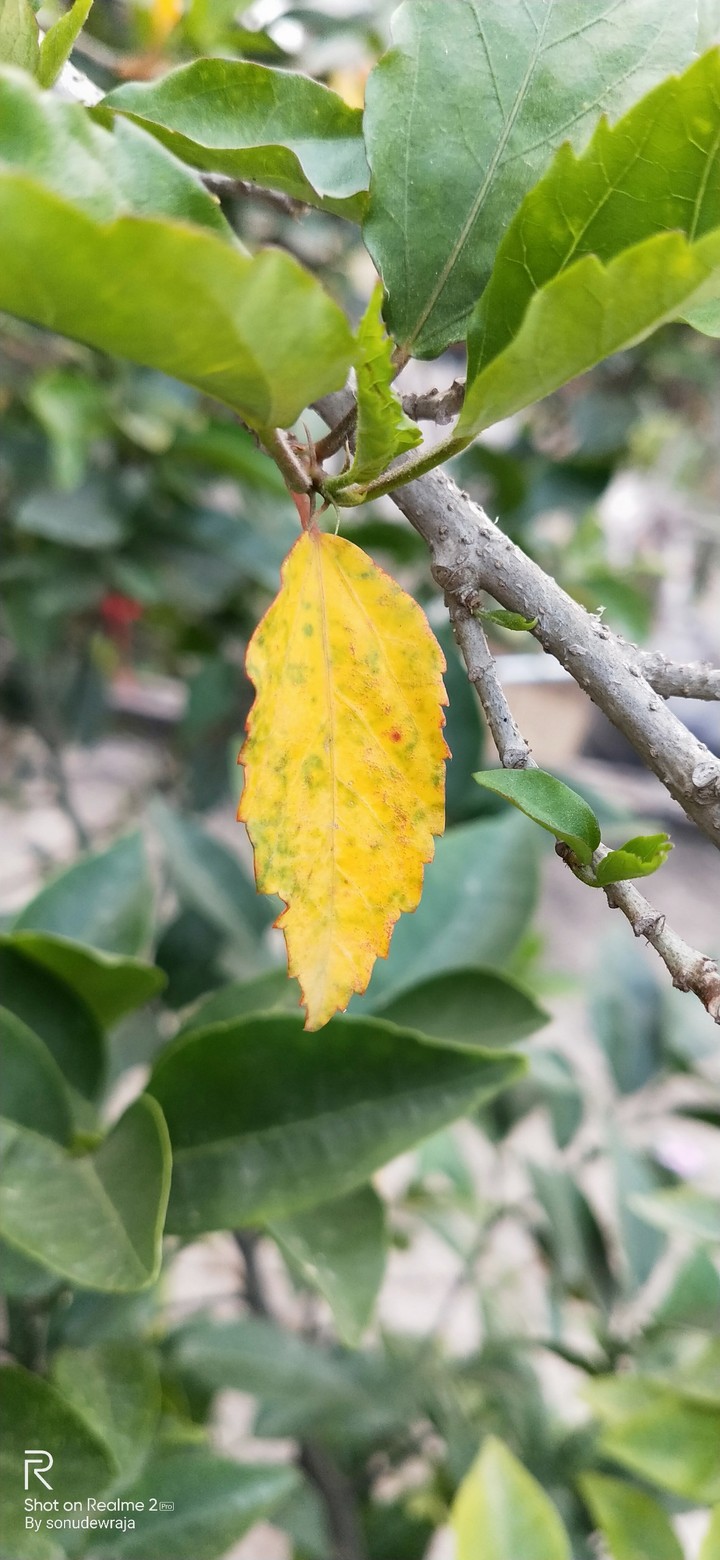 Yellow
