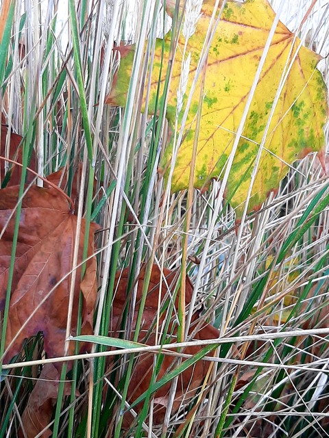 Leaf, Branch, Twig