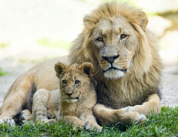 Animal life