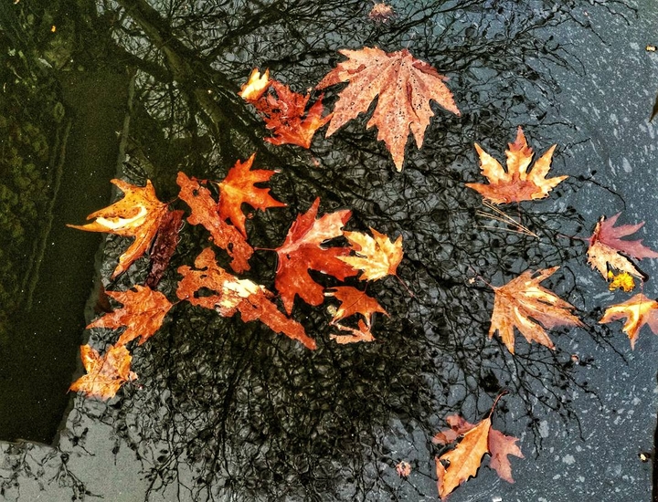 shedded leaves
