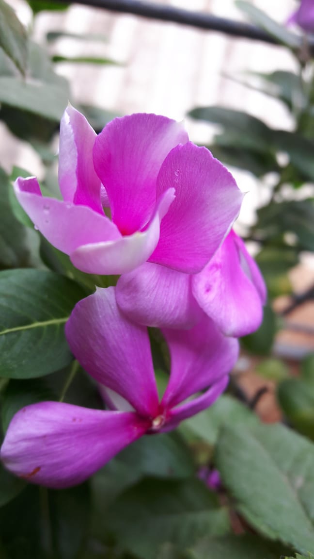 Periwinkles !!!