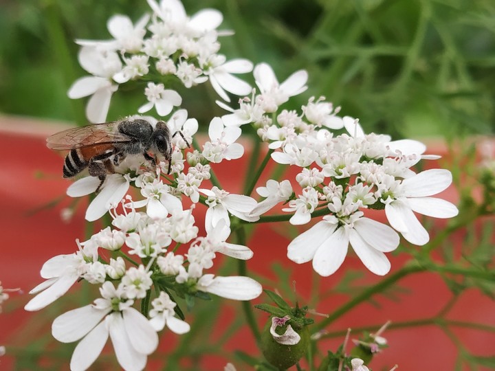 Honeybee photo using Redminote5pro