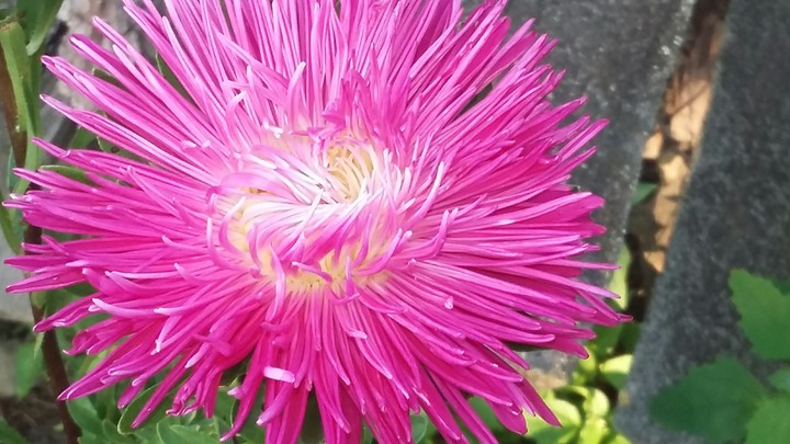 flower