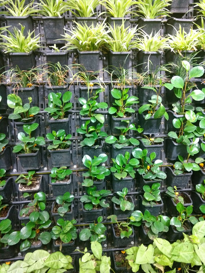 plant